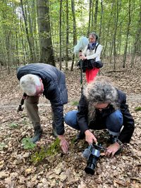 Fokus auf die Details im Wald